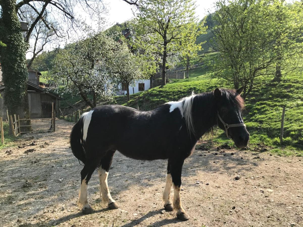 Pension Ober Siegsdorf Exteriör bild